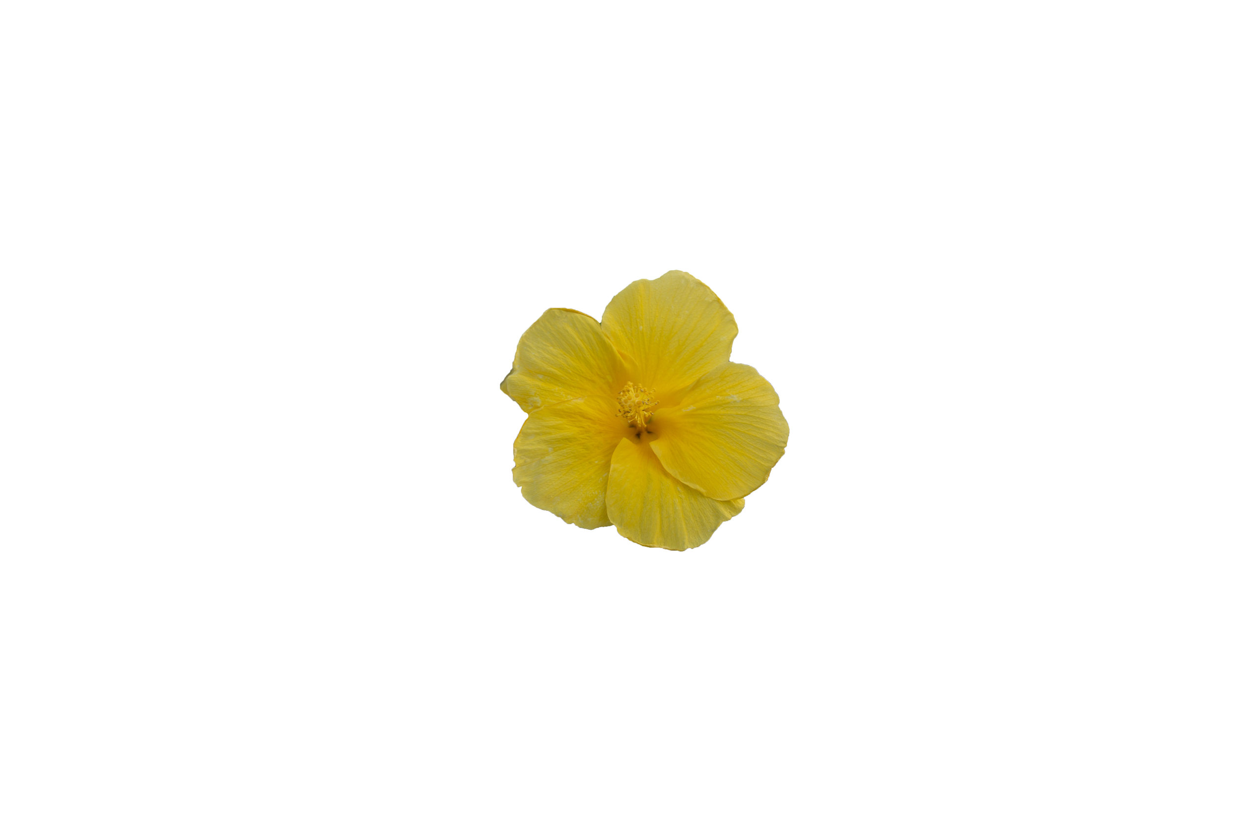 flower1.jpg